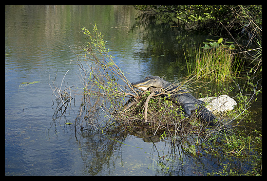 aligator