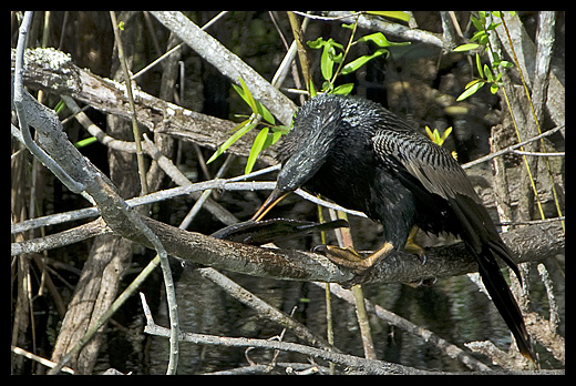 anhinga avec poisson