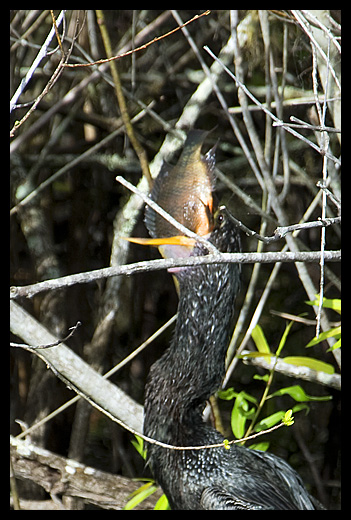 anhiga Everglades