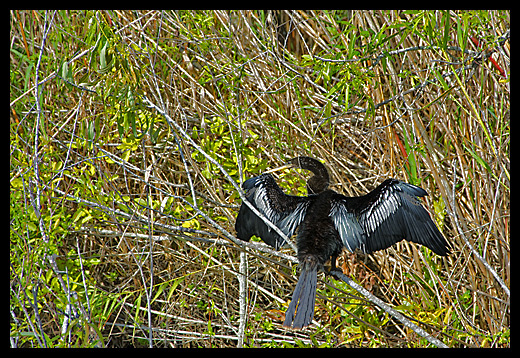 anhiga séchant ses ailes