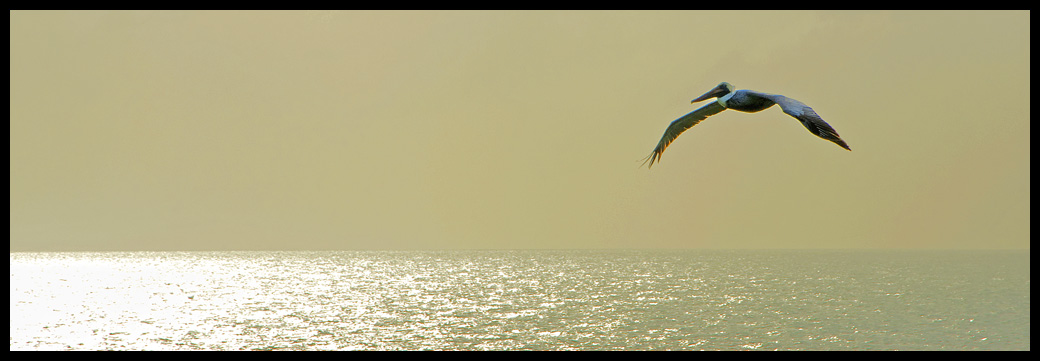 Pelican