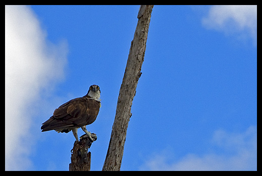 Oiseaux Everglades