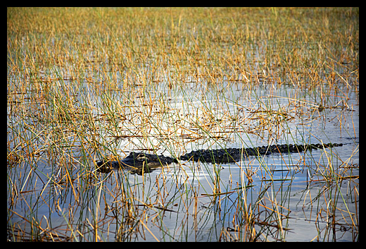 aligator Sawgrass