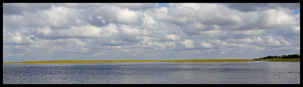 Sawgrass