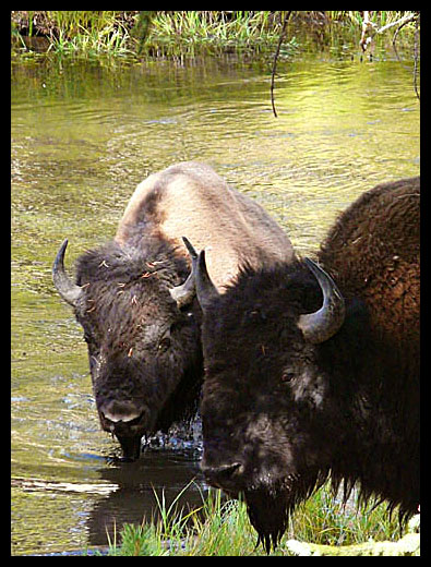 bison