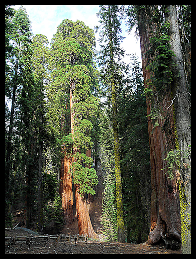 Sequoia National Park