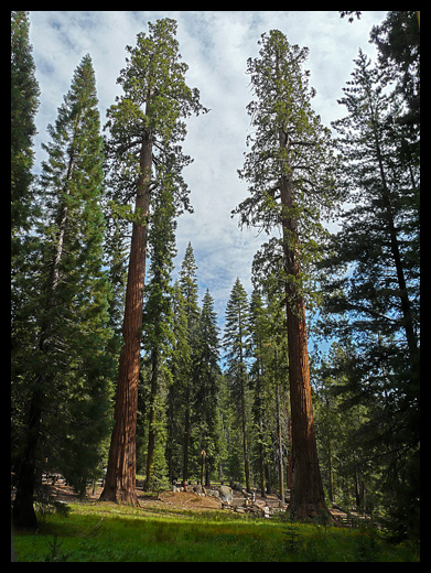 sequoia
