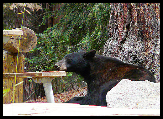 ours noir