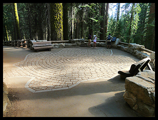 Sequoia NP