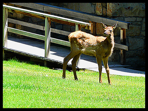 wapiti
