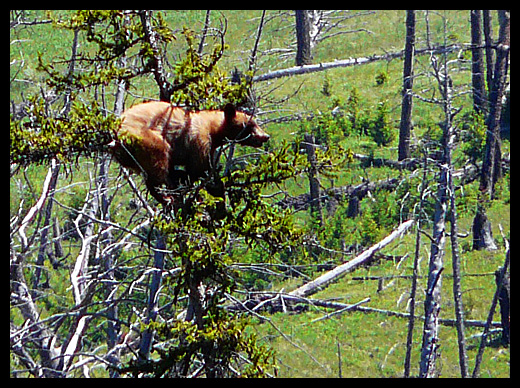 grizzly
