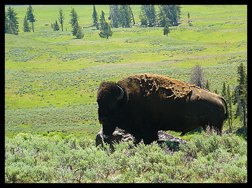 bison