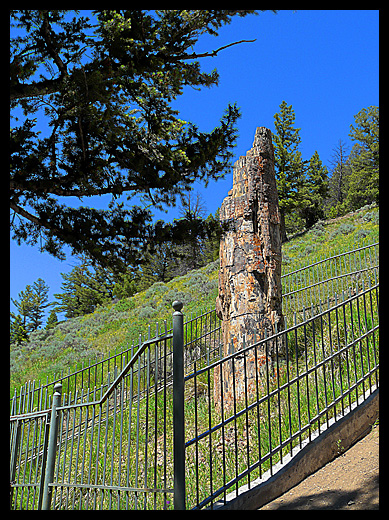 petrified tree