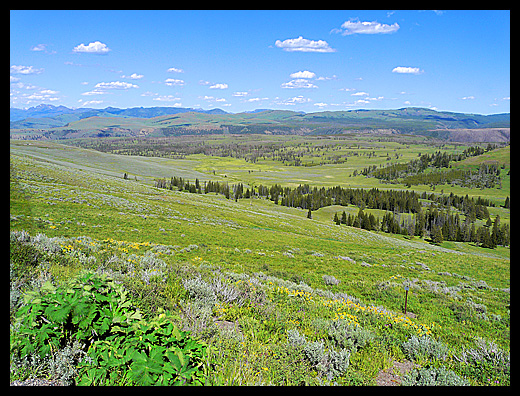 Yellowstone